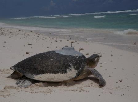 Green sea turtle entering sea